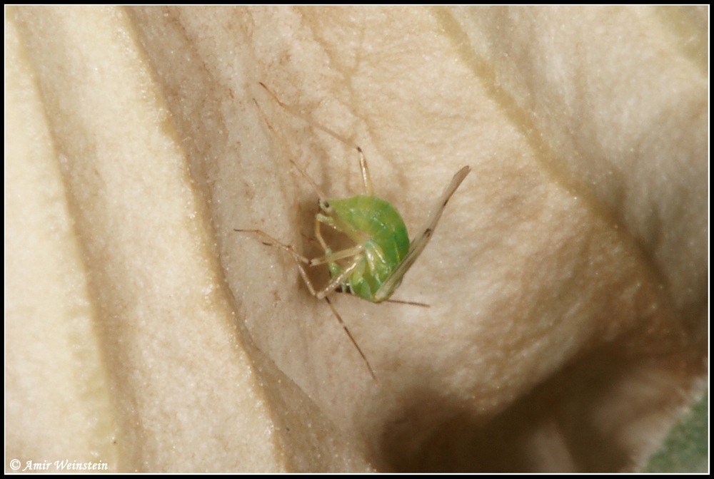 Miridae d''Israele: Nesidiocoris tenuis - more photos